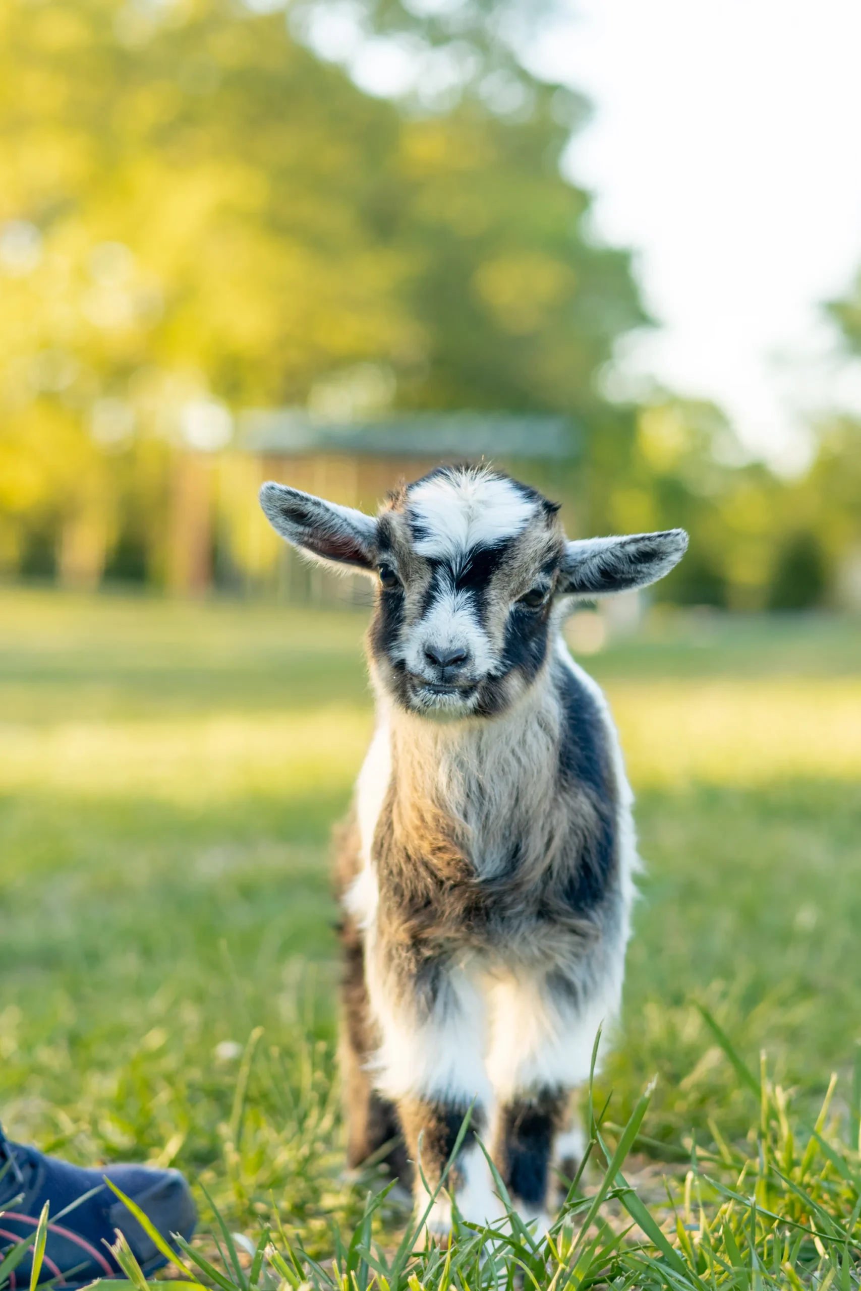 YSgoat